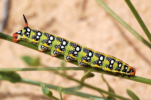 Pale larval form of Hyles euphorbiae conspicua (? x robertsi), Akkuduk, Ustyurt Plateau, SW Kazakstan, 16-17.V.2008. Photo: &copy; Pavel Gorbunov.