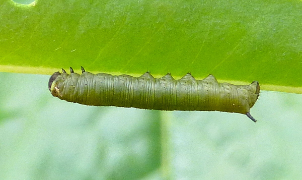 First instar larva of Hyles robertsi, Taft to Nir Road, Yazd Province, Iran, (31�39�40.1�N 53�59�26.3�E), 2212m alt., leg. Frank Deschandol & Jean Haxaire. Photo: &copy; Tony Pittaway.