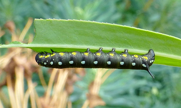 Second instar larva of Hyles robertsi, Taft to Nir Road, Yazd Province, Iran, (31�39�40.1�N 53�59�26.3�E), 2212m alt., leg. Frank Deschandol & Jean Haxaire. Photo: &copy; Tony Pittaway.