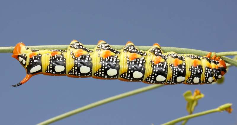 Pale larval form of Hyles euphorbiae conspicua (? x robertsi), Shiraz, Iran, leg. Frank Deschandol & Jean Haxaire. Photo: &copy; Jean Haxaire.