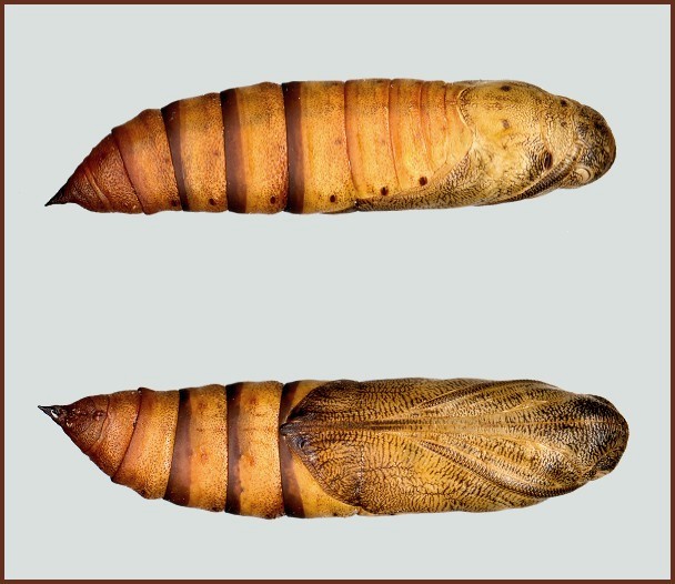 Pupa of Hyles robertsi, Taft to Nir Road, Yazd Province, Iran, (31�39�40.1�N 53�59�26.3�E), 2212m alt., leg. Frank Deschandol & Jean Haxaire. Photo: &copy; Tony Pittaway.