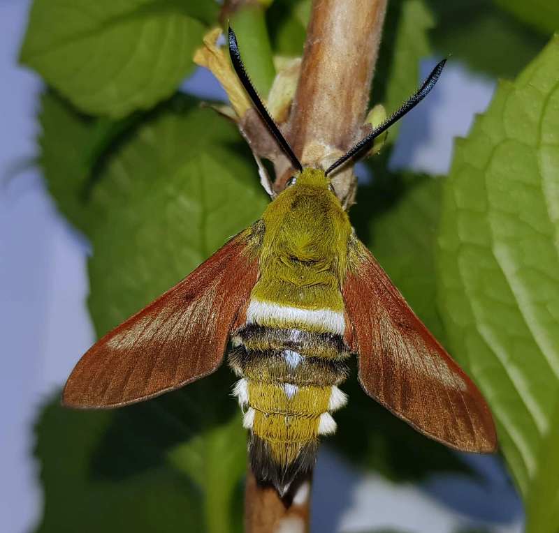Male Hemaris rubra, Chilam, Gilgit-Baltistan, Pakistan, 2800m, bred 2018/19. Photo: &copy; Serge Yevdoshenko.