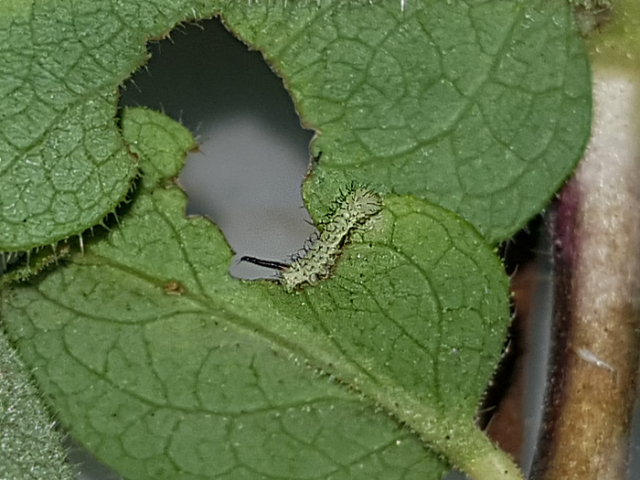 First instar larva of Hemaris rubra, Chilam, Gilgit-Baltistan, Pakistan, 10.vii.2018, 2800m. Photo: &copy; Serge Yevdoshenko.
