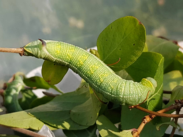 Full-grown larva of Hemaris rubra (dorsal view, in sunlight), Chilam, Gilgit-Baltistan, Pakistan, 22.vii.2018, 2800m. Photo: &copy; Serge Yevdoshenko.