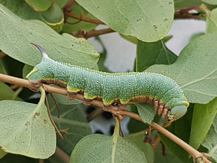 Full-grown larva of Hemaris rubra (blue-green form, lateral view), Chilam, Gilgit-Baltistan, Pakistan, 22.vii.2018, 2800m. Photo: &copy; Serge Yevdoshenko.
