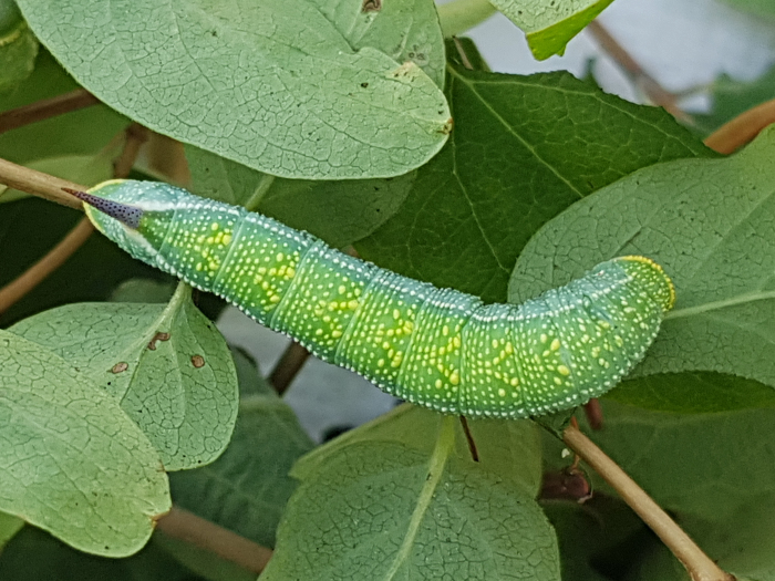 Full-grown larva of Hemaris rubra (blue-green form, dorsal view), Chilam, Gilgit-Baltistan, Pakistan, 22.vii.2018, 2800m. Photo: &copy; Serge Yevdoshenko.