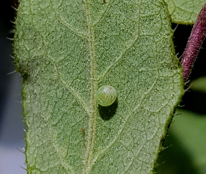 Egg of Hemaris rubra, Chilam, Gilgit-Baltistan, Pakistan, 11.vii.2018, 2800m. Photo: &copy; Serge Yevdoshenko.