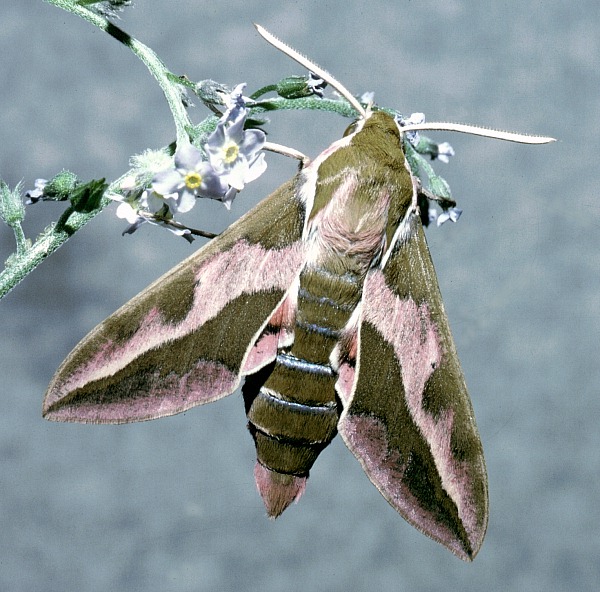Male Hyles tithymali 'sammuti', Malta. Photo: &copy; Tony Pittaway.