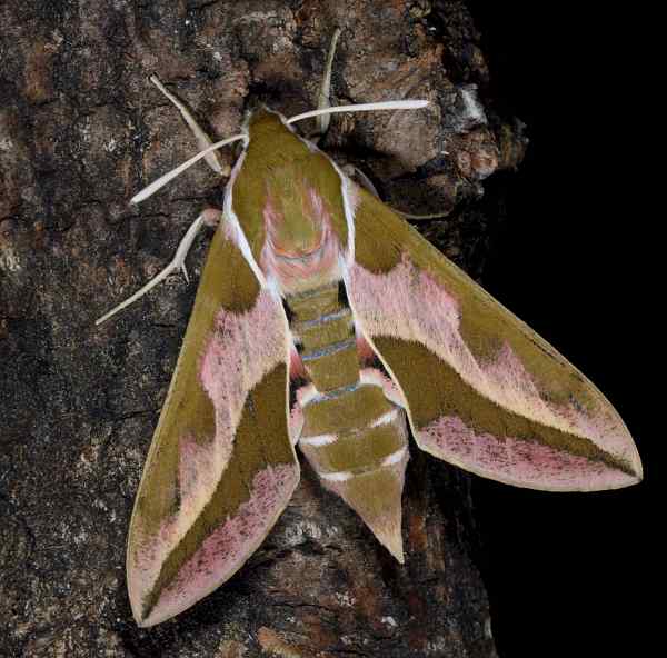 Female Hyles tithymali 'sammuti', Malta. Photo: &copy; Jean Haxaire.