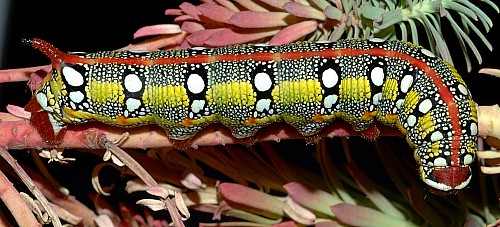 Full-grown larva of Hyles tithymali 'sammuti', Malta. Photo: &copy; Aldo Catania.