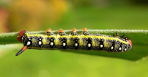 Third instar larva of Hyles tithymali 'sammuti', Malta. Photo: &copy; Tony Pittaway.