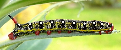 Fourth instar larva of Hyles tithymali 'sammuti', Malta. Photo: &copy; Tony Pittaway.