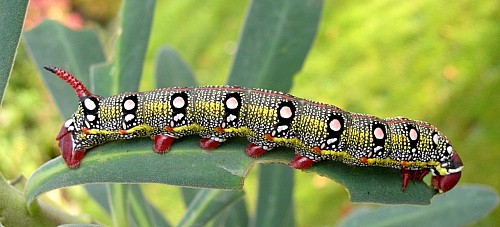 Final instar larva of Hyles tithymali 'sammuti', Malta. Photo: &copy; Tony Pittaway.