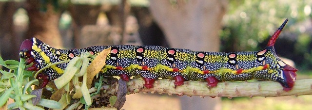 Final instar larva of Hyles tithymali ?'sammuti'/deserticola, Linosa Island, Italy. Photo: &copy; Martin Garner.