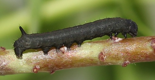 First instar larva of Hyles tithymali 'sammuti', Malta. Photo: &copy; Stefan Wils.
