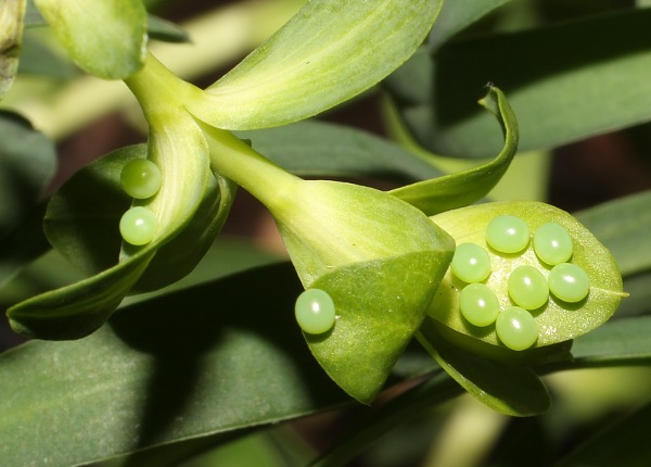 Eggs of Hyles tithymali 'sammuti', Malta. Photo: &copy; Stefan Wils.