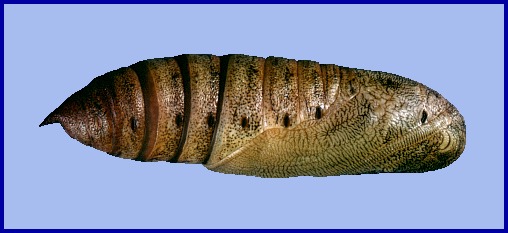 Pupa of Hyles tithymali 'sammuti', Malta. Photo: &copy; Tony Pittaway.