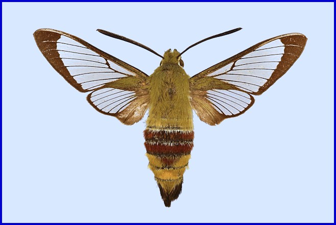 Male Hemaris saundersii, Gurais/Gurez Valley, Kashmir. Photo: &copy; NHMUK.