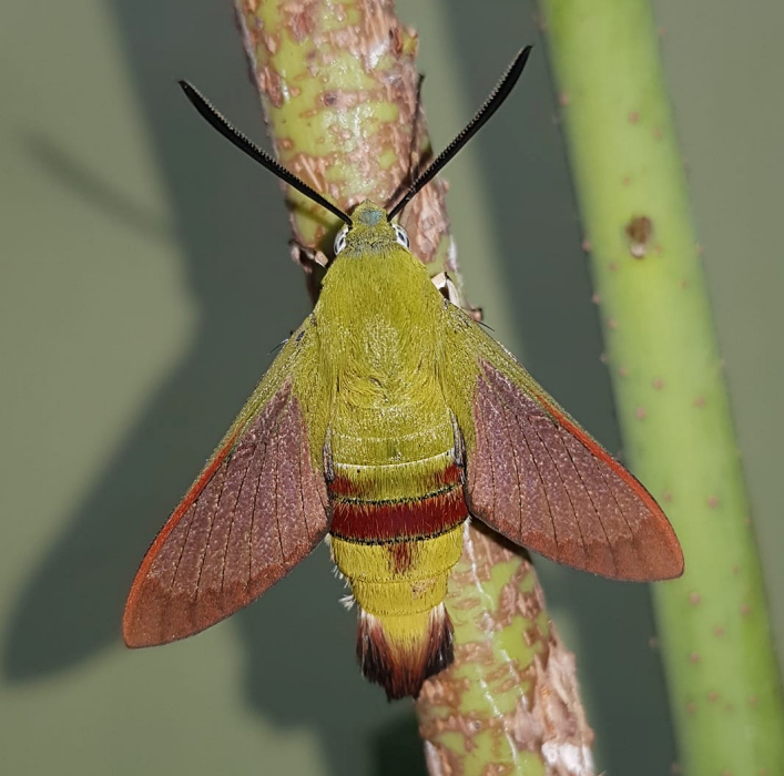 Male Hemaris saundersii with pre-flight scales, Khyber Pakhtunkhwa, Pakistan, 2018. Photo: &copy; Serge Yevdoshenko.