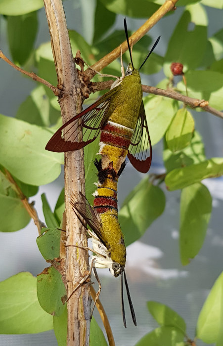 Mating pair of Hemaris saundersii, Khyber Pakhtunkhwa, Pakistan, 2018. Photo: &copy; Serge Yevdoshenko.