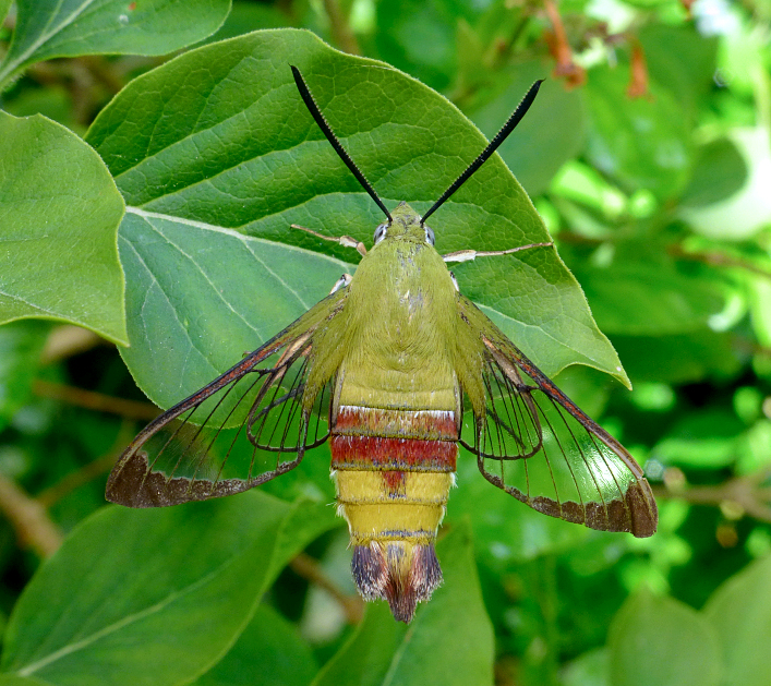 Male Hemaris saundersii (worn), Khyber Pakhtunkhwa, Pakistan, bred 2018/19, leg. Serge Yevdoshenko. Photo: &copy; Tony Pittaway.