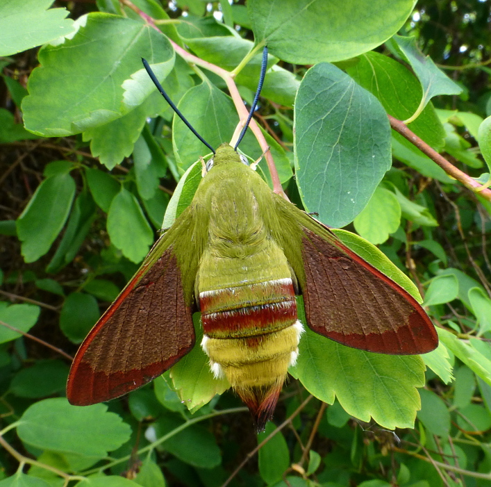 Female Hemaris saundersii with pre-flight scales, Khyber Pakhtunkhwa, Pakistan, bred 2018/19, leg. Serge Yevdoshenko. Photo: &copy; Tony Pittaway.