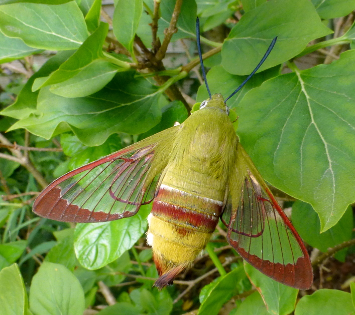 Female Hemaris saundersii (worn), Khyber Pakhtunkhwa, Pakistan, bred 2018/19, leg. Serge Yevdoshenko. Photo: &copy; Tony Pittaway.