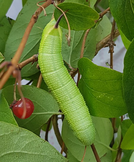 Full-grown green form larva of Hemaris saundersii (dorsal view), Khyber Pakhtunkhwa, Pakistan, 2018. Photo: &copy; Serge Yevdoshenko.