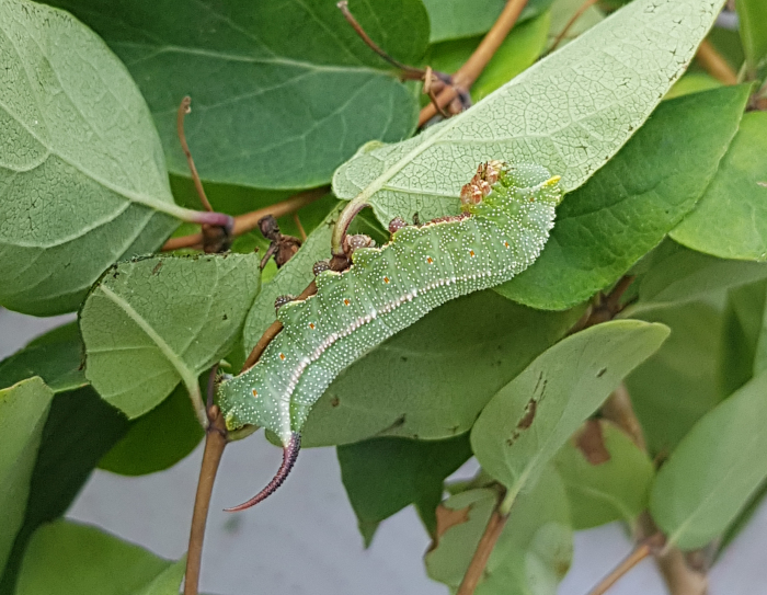 Early final instar blue-green form larva of Hemaris saundersii, Khyber Pakhtunkhwa, Pakistan, 2018. Photo: &copy; Serge Yevdoshenko.
