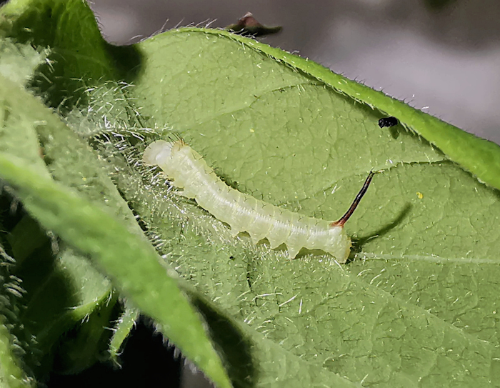 First instar larva of Hemaris saundersii (lateral view), Khyber Pakhtunkhwa, Pakistan, 2018. Photo: &copy; Serge Yevdoshenko.