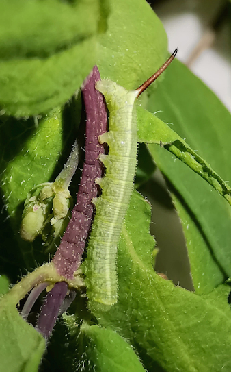 Second instar larva of Hemaris saundersii (lateral view), Khyber Pakhtunkhwa, Pakistan, 2018. Photo: &copy; Serge Yevdoshenko.
