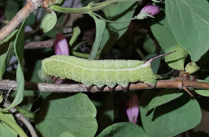 Fourth instar larva of Hemaris saundersii (lateral view), Khyber Pakhtunkhwa, Pakistan, 2018. Photo: &copy; Serge Yevdoshenko.