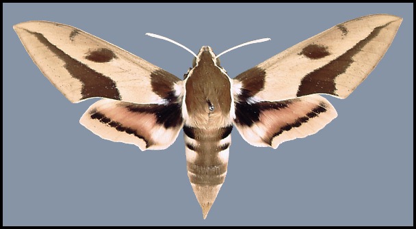 Male Hyles nicaea sheljuzkoi, Zahl&eacute;, Lebanon.
