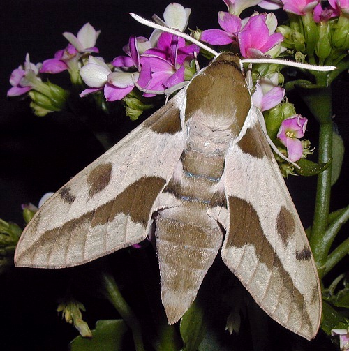 Male Hyles nicaea sheljuzkoi, Turkey. Photo: &copy; Mark Boddington