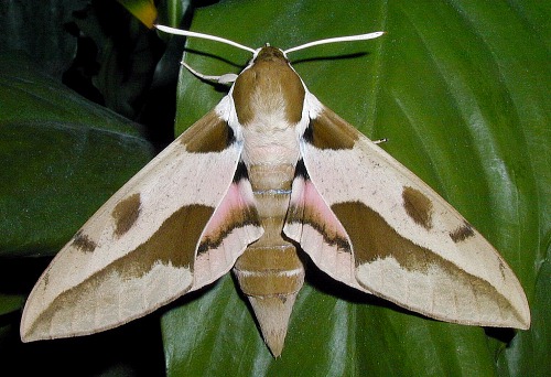 Female Hyles nicaea sheljuzkoi, Turkey. Photo: &copy; Mark Boddington