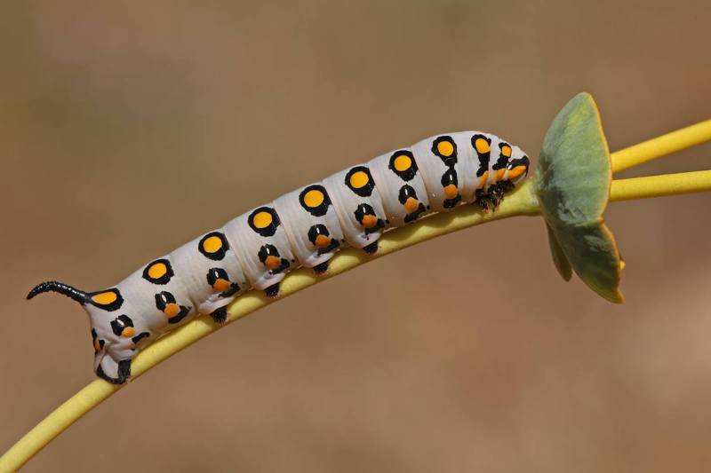 Final instar larva of Hyles nicaea sheljuzkoi, near Ariz, Cedar Mountains, northern Lebanon, 16.vii.2016, 1820m. Photo: &copy; Christodoulos Makris.