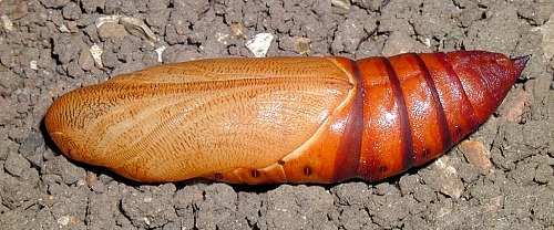 Pupa of Hyles nicaea sheljuzkoi, Turkey. Photo: &copy; Mark Boddington