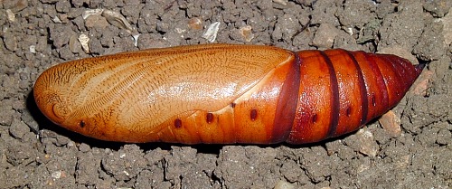 Pupa of Hyles nicaea sheljuzkoi, Turkey. Photo: &copy; Mark Boddington
