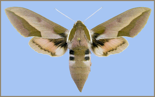Female Hyles siehei, Nallihan, Ankara Province, Turkey. Photo: &copy; Josef de Freina.