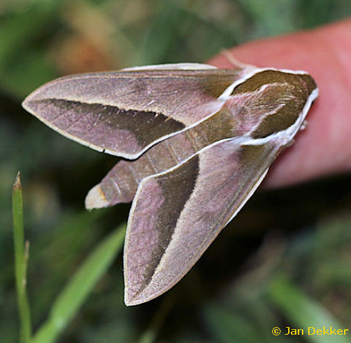 Adult Hyles siehei, �ukurbag, Nigde Province, Turkey, 30.v.2013. Photo: &copy; Jan Dekker.