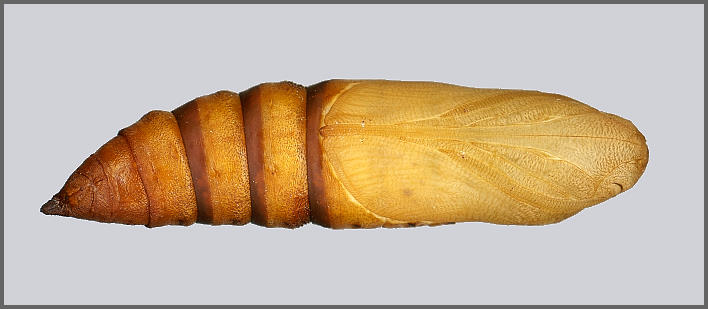 Pupa of Hyles siehei (ventral view), Erciyes Daghi, Kayseri Province, Turkey. Photo: &copy; Tony Pittaway.