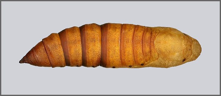 Pupa of Hyles siehei (dorsal view), Erciyes Daghi, Kayseri Province, Turkey. Photo: &copy; Tony Pittaway.