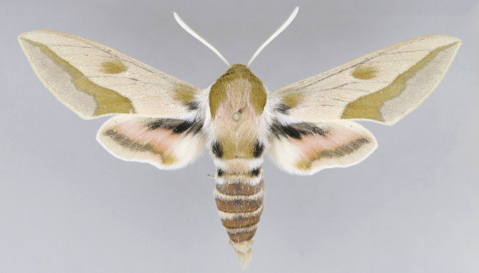 Male Hyles svetlana, Kazakhstan. Photo: &copy; Dmitry Shovkoon.