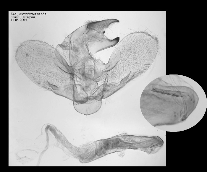 Male genitalia of Hyles svetlana, Kazakhstan. Photo: &copy; Dmitry Shovkoon.