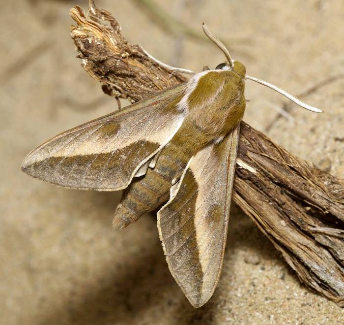 Male Hyles svetlana, Sauskan sands, Ustyurt, Mangystau region, Kazakhstan, 3.v.2015. Photo: &copy; Evgenij Komarov.