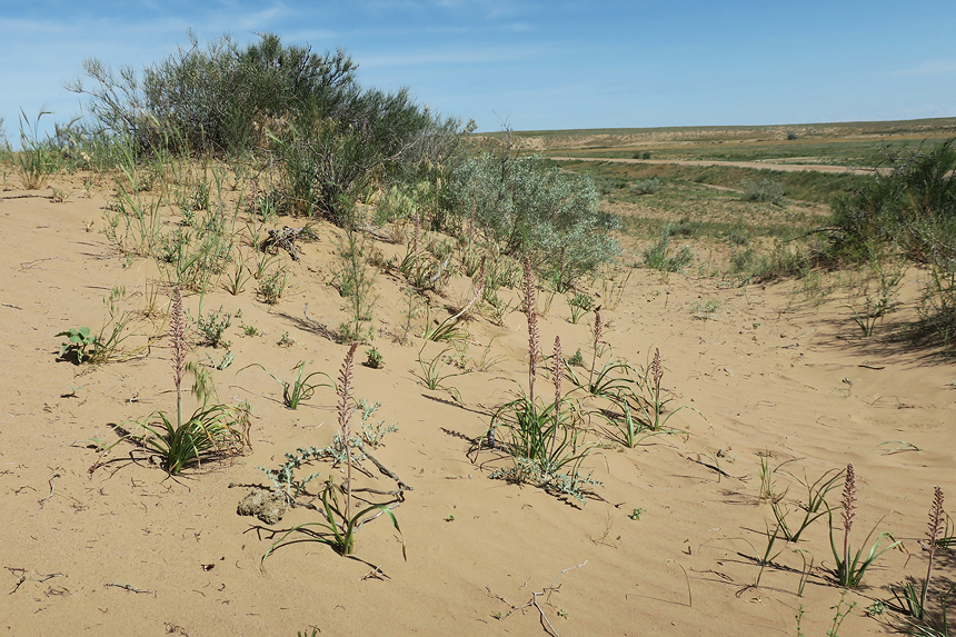 Typical habitat of Hyles svetlana with Eremurus inderiensis, Ili District, Almaty Region, Kazakhstan, 14.v.2024. Photo: &copy; Vyacheslav Ivonin and Yanina Ivonina.