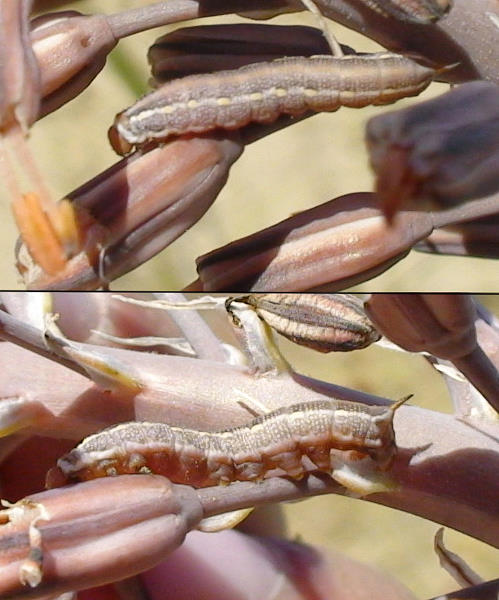Second instar larvae of Hyles svetlana, Kazakhstan. Photo: &copy; Dmitry Shovkoon.