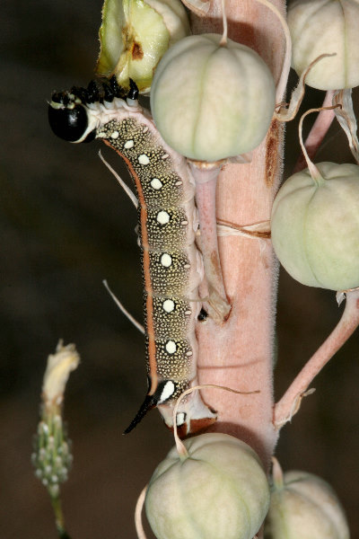 Final instar black-headed larva of Hyles svetlana, Kazakhstan. Photo: &copy; Dmitry Shovkoon.