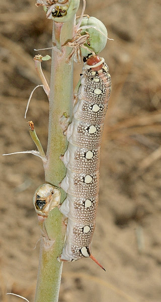 Final instar red-headed larva of Hyles svetlana, Kazakhstan. Photo: &copy; Dmitry Shovkoon.