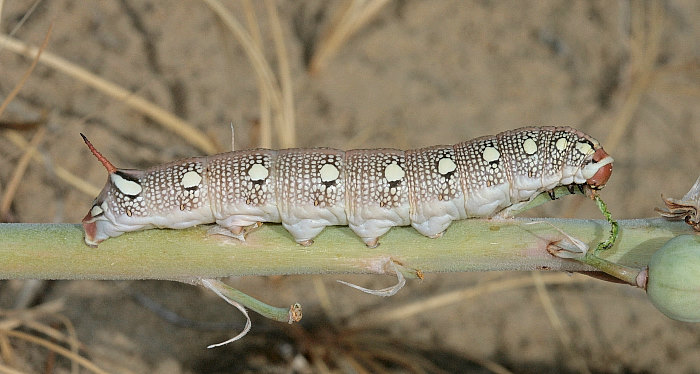 Final instar red-headed larva of Hyles svetlana, Kazakhstan. Photo: &copy; Dmitry Shovkoon.